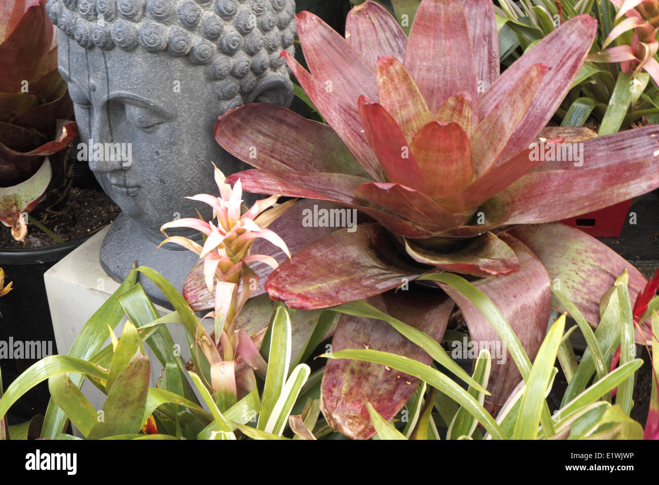 Le bromélia dans Australian Garden Center à Terrey Hills, Sydney, NSW, Australie Banque D'Images