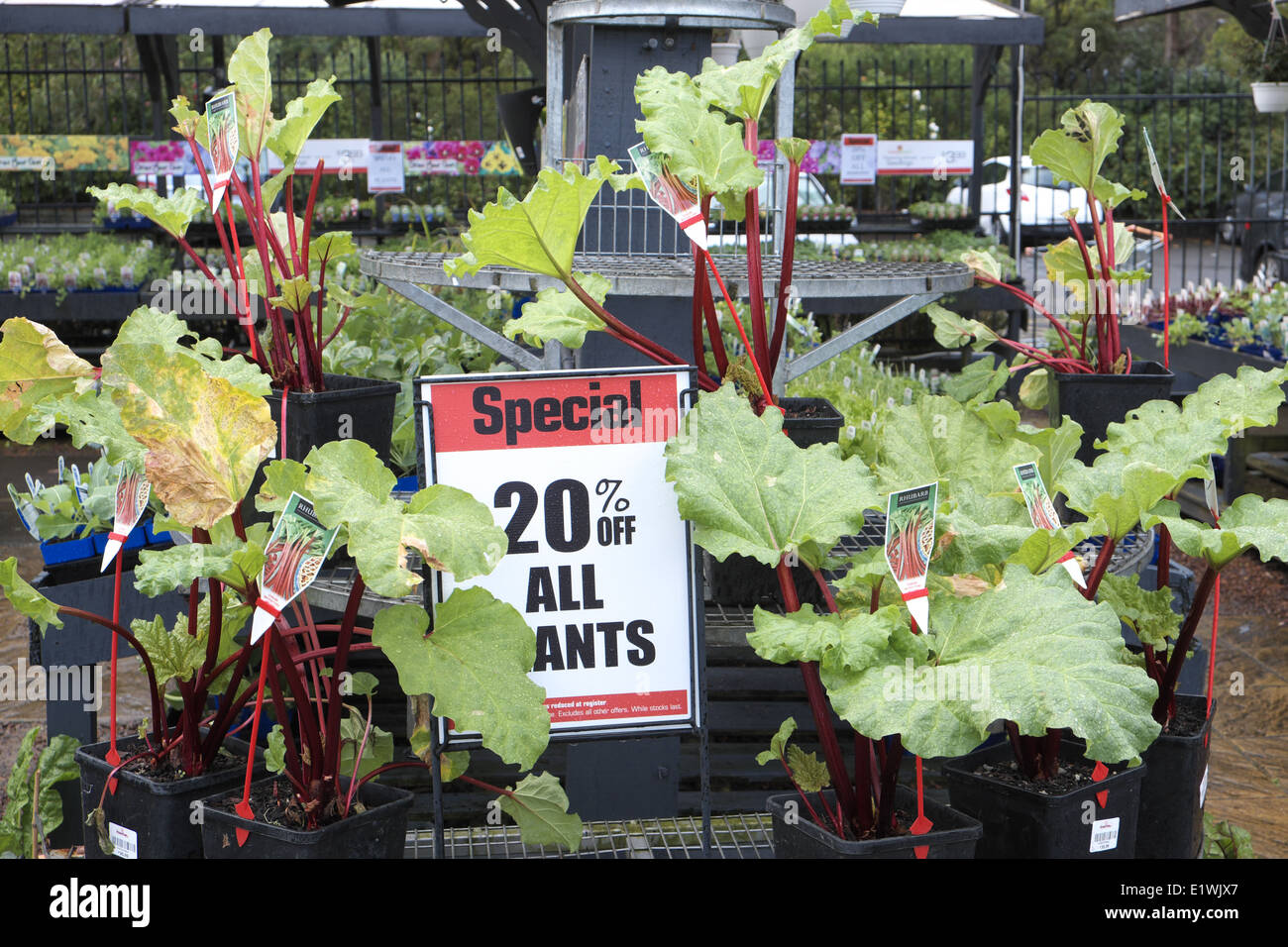 Les plantes de la rhubarbe à vendre à Australian Garden Center à Terrey Hills, Sydney, NSW, Australie Banque D'Images