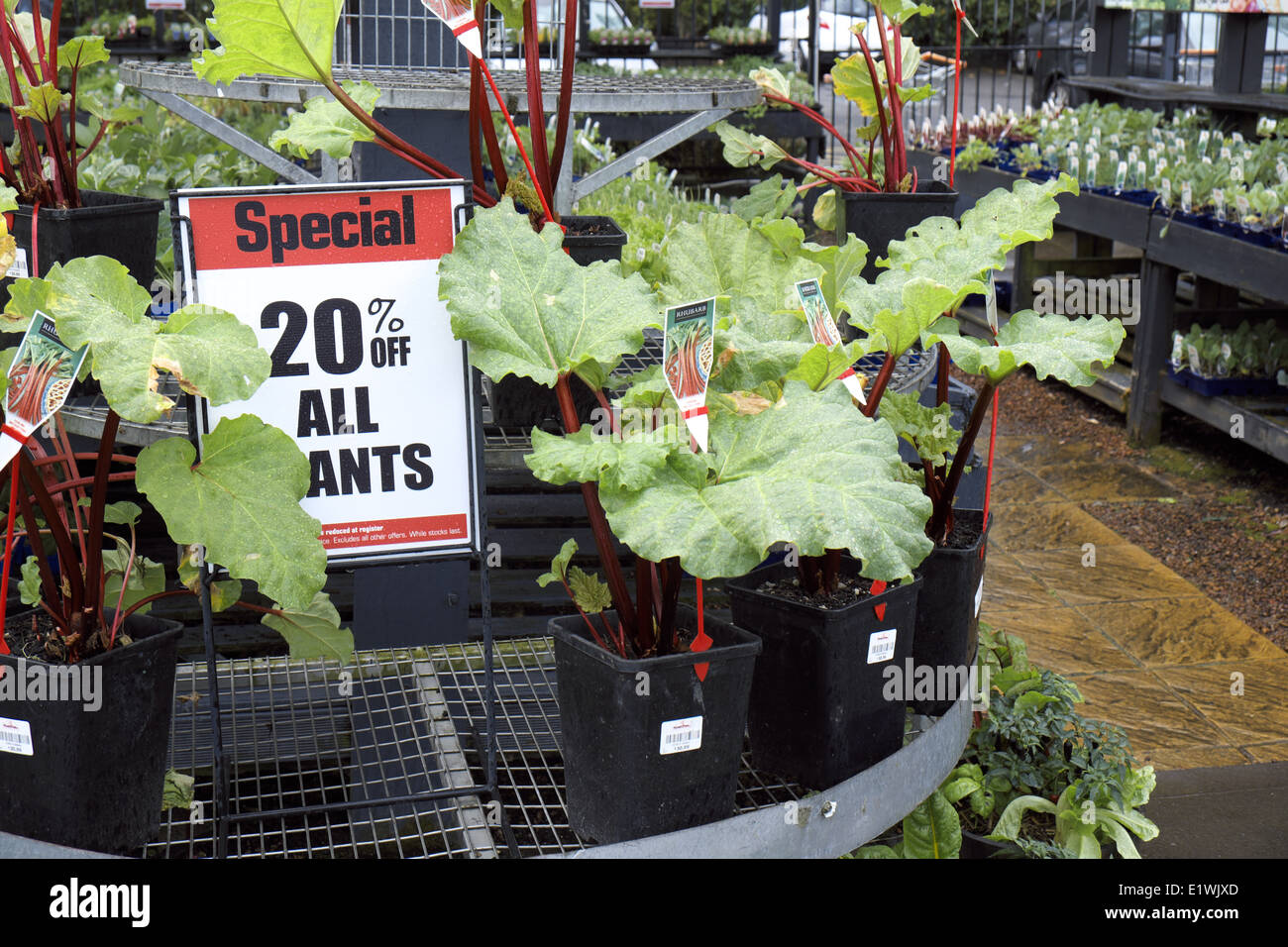 Les plantes de la rhubarbe à vendre à Australian Garden Center à Terrey Hills, Sydney, NSW, Australie Banque D'Images