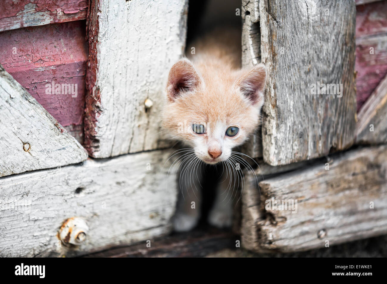 Kitten peeking through portes de grange, Manitoba, Canada Banque D'Images