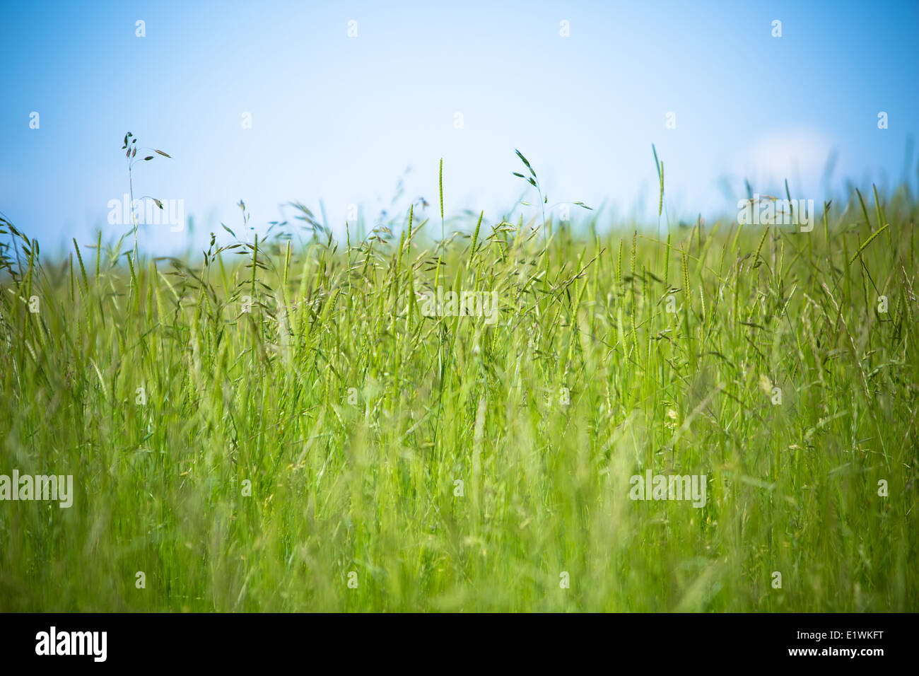Fresh green meadow grass avec ciel bleu pur dans le Somerset UK Banque D'Images