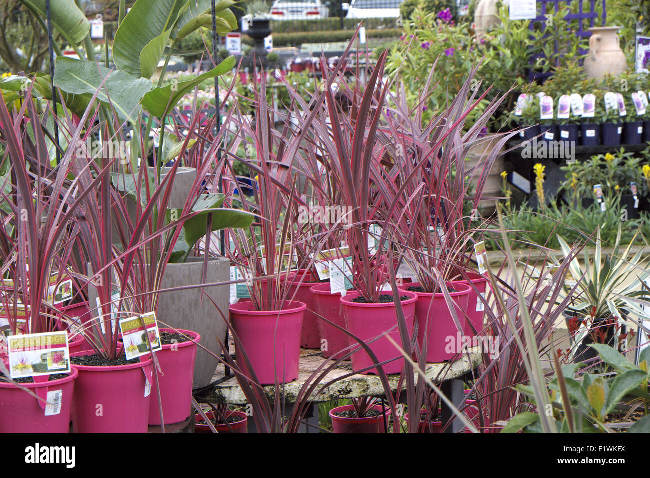 Australian Garden Center à Terrey Hills, Sydney, NSW, Australie Banque D'Images