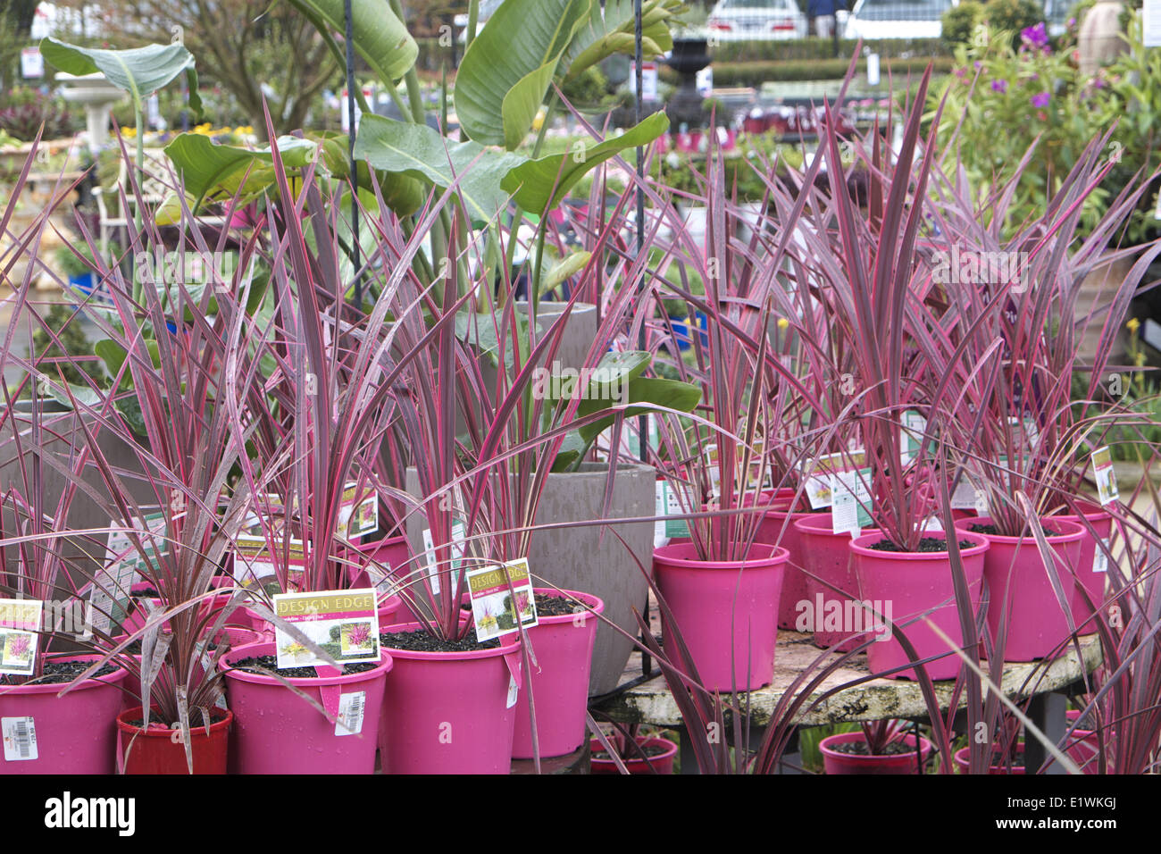 Australian Garden Center à Terrey Hills, Sydney, NSW, Australie Banque D'Images
