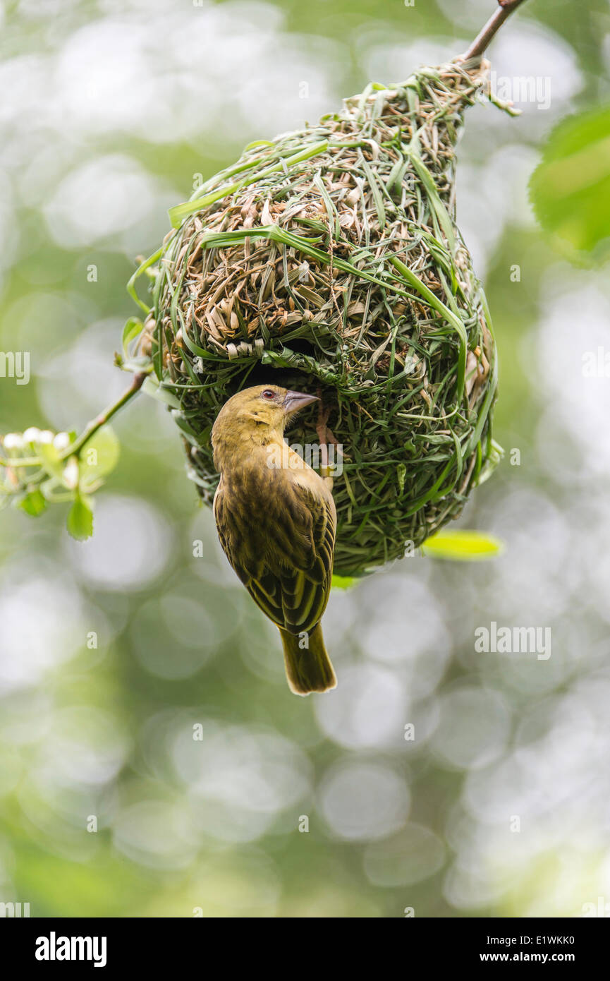 Les tisserands, ou des Ploceidae, sont de petits passereaux liés à l'pinsons. Ce sont des oiseaux granivores conique arrondie avec Banque D'Images