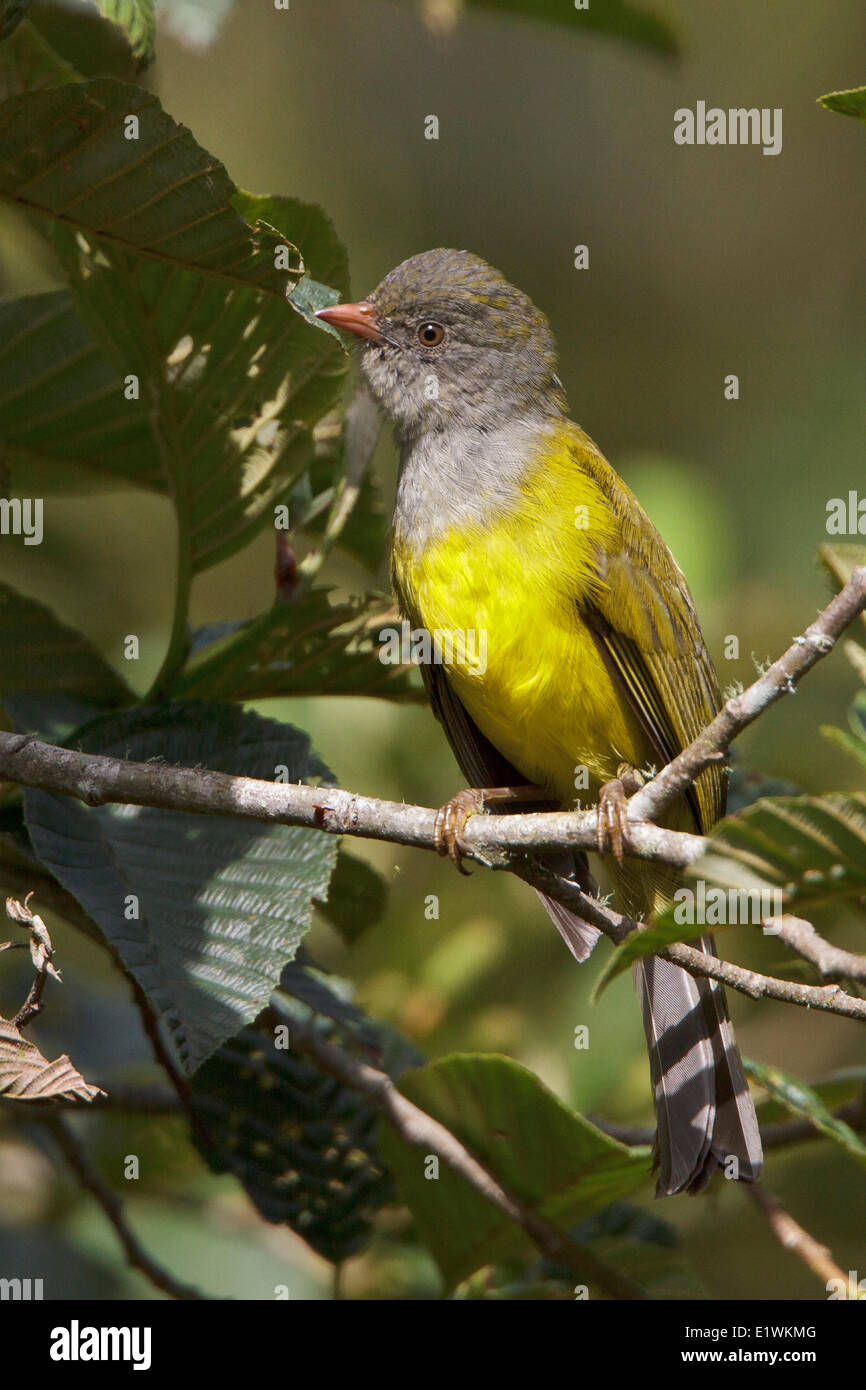 Grey-hooded Bush-Tanager (Cnemoscopus rubrirostris) perché sur une branche en Equateur, l'Amérique du Sud. Banque D'Images