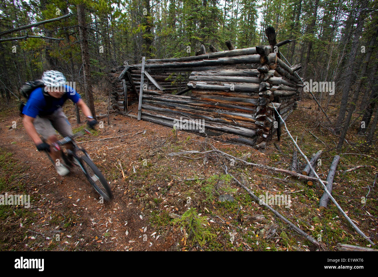 Un vélo de montagne mâle passe par une ancienne cabane de trappeur en montant les sentiers à Whitehorse, Yukon au cours de l'automne. Banque D'Images