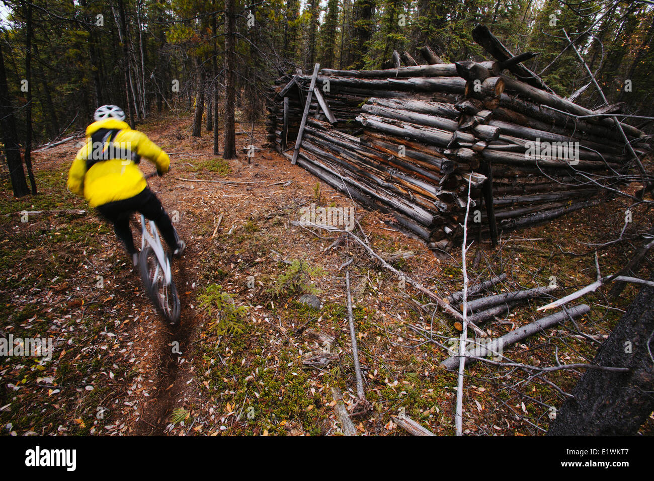 Un vélo de montagne mâle passe par une ancienne cabane de trappeur en montant les sentiers à Whitehorse, Yukon au cours de l'automne. Banque D'Images