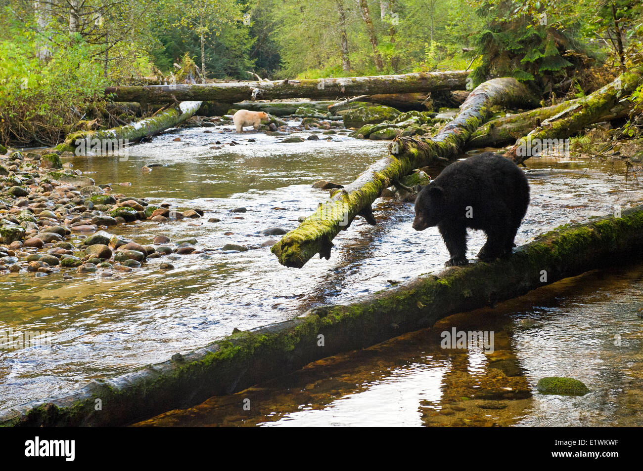 L'ours Kermode, 'esprit', ursus americanus kermodei, et l'Ours noir Ursus americanis, la forêt pluviale de Great Bear, en Colombie-Britannique Banque D'Images