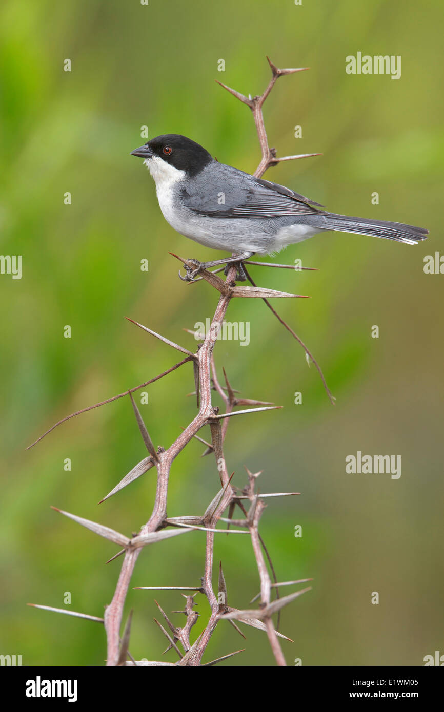Black-capped Warbling-Finch (Poospiza melanoleuca) perché sur une branche en Bolivie, l'Amérique du Sud. Banque D'Images