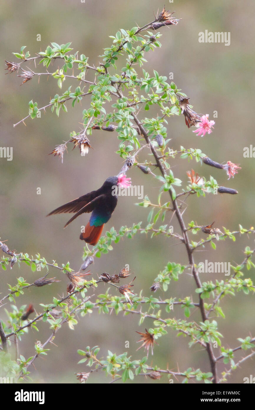 Black-hooded Sunbeam (Aglaeactis pamela) volant tandis que s'alimenter à une fleur en Bolivie, l'Amérique du Sud. Banque D'Images