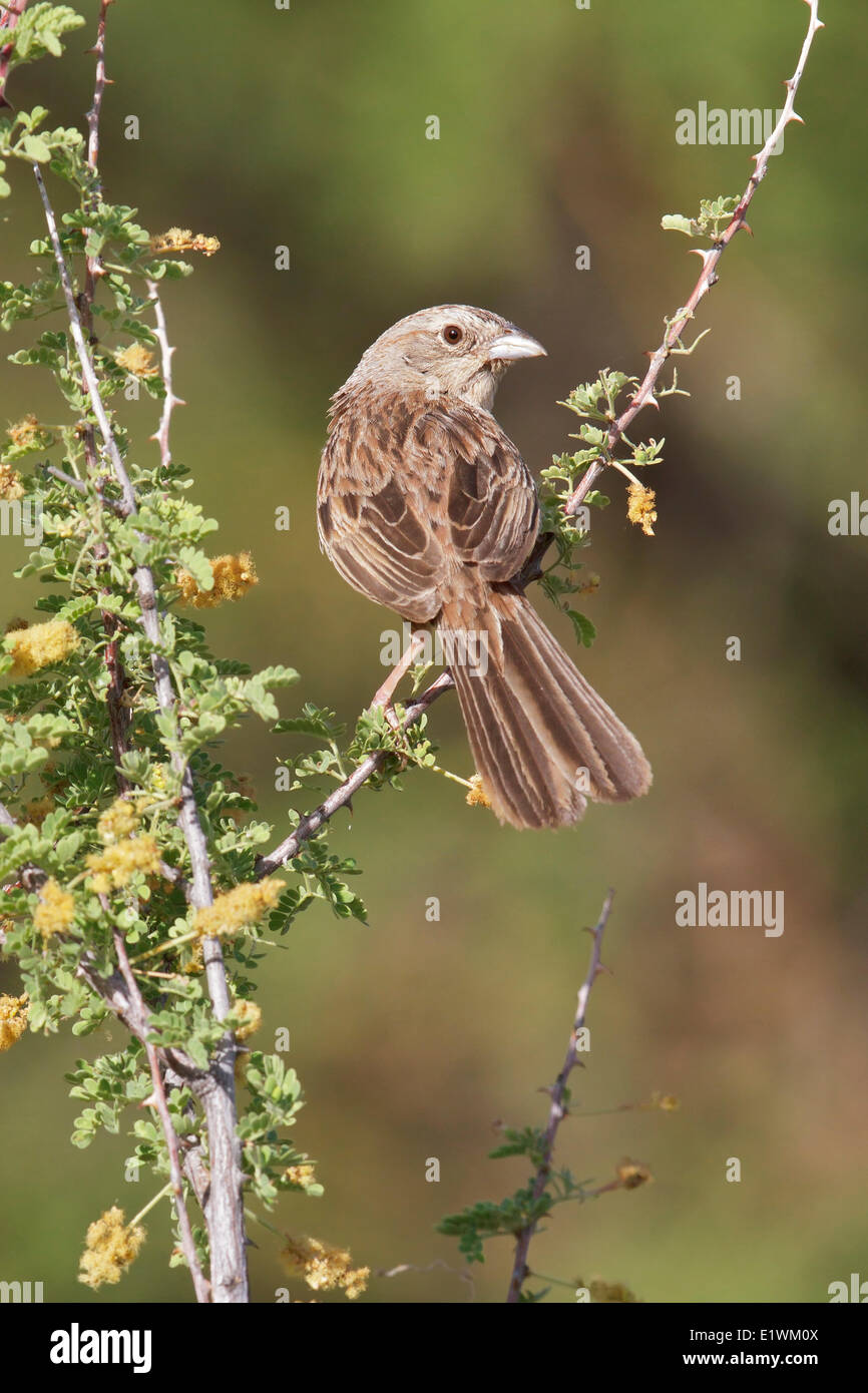 Botteri's Sparrow (Peucaea botterii) perché sur une branche dans le sud de l'Arizona, USA. Banque D'Images