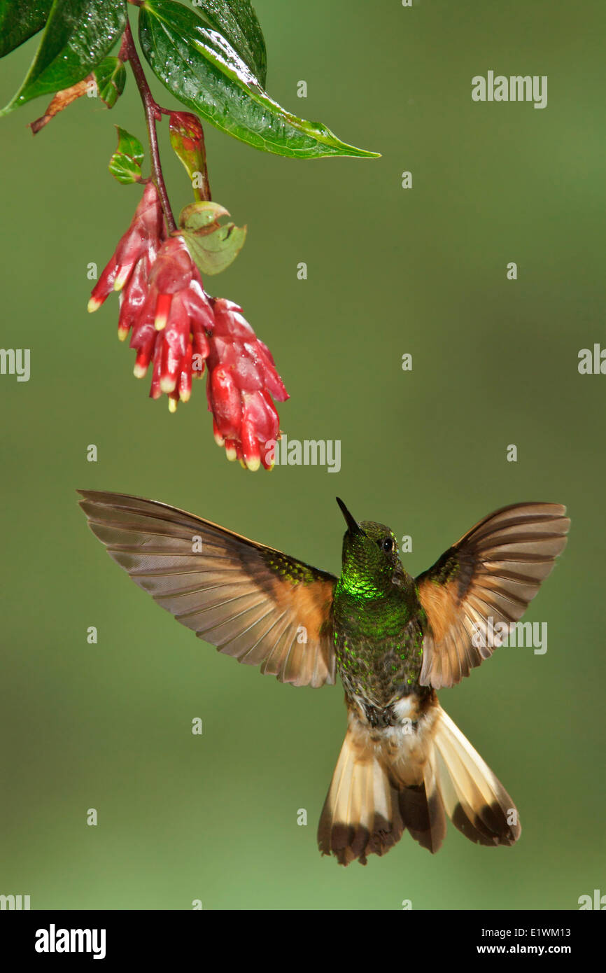 Buff-tailed Coronet (Boissonneaua flavescens) volant tout en s'alimentant à une fleur dans l'Equateur, l'Amérique du Sud. Banque D'Images