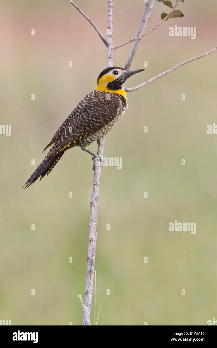 Campo Pic flamboyant (Colaptes campestris) perché sur une branche en Bolivie, l'Amérique du Sud. Banque D'Images