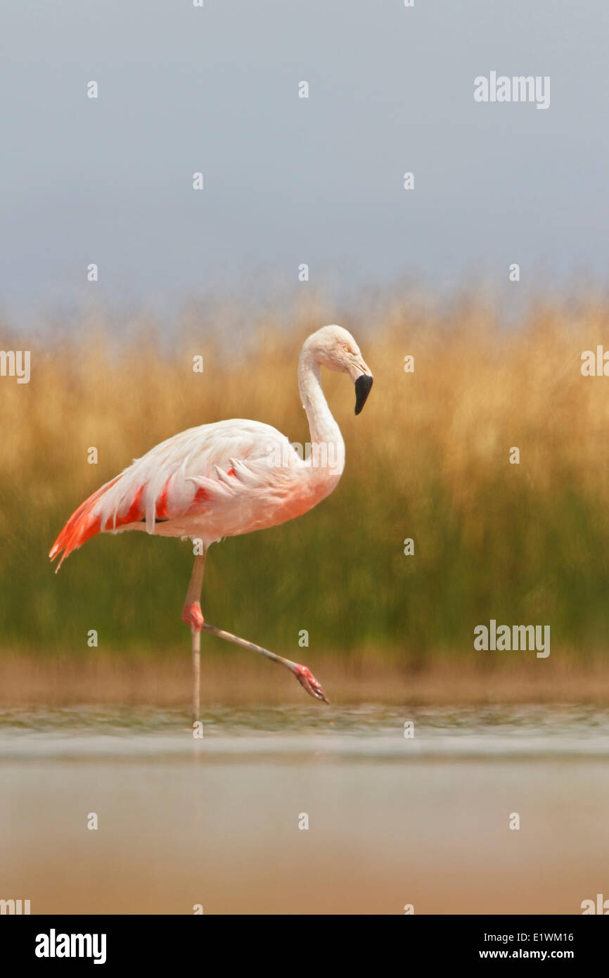 Flamant du Chili (Phoenicopterus chilensis) dans une zone humide en Bolivie, l'Amérique du Sud. Banque D'Images