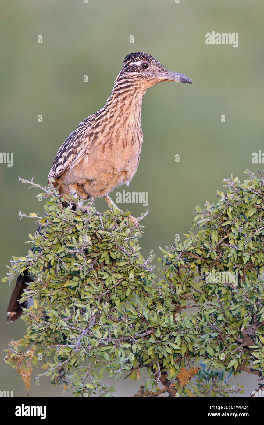 Une plus grande (Geococcyx californianus) Roadrunner perché sur une branche dans le sud de l'Arizona, USA. Banque D'Images