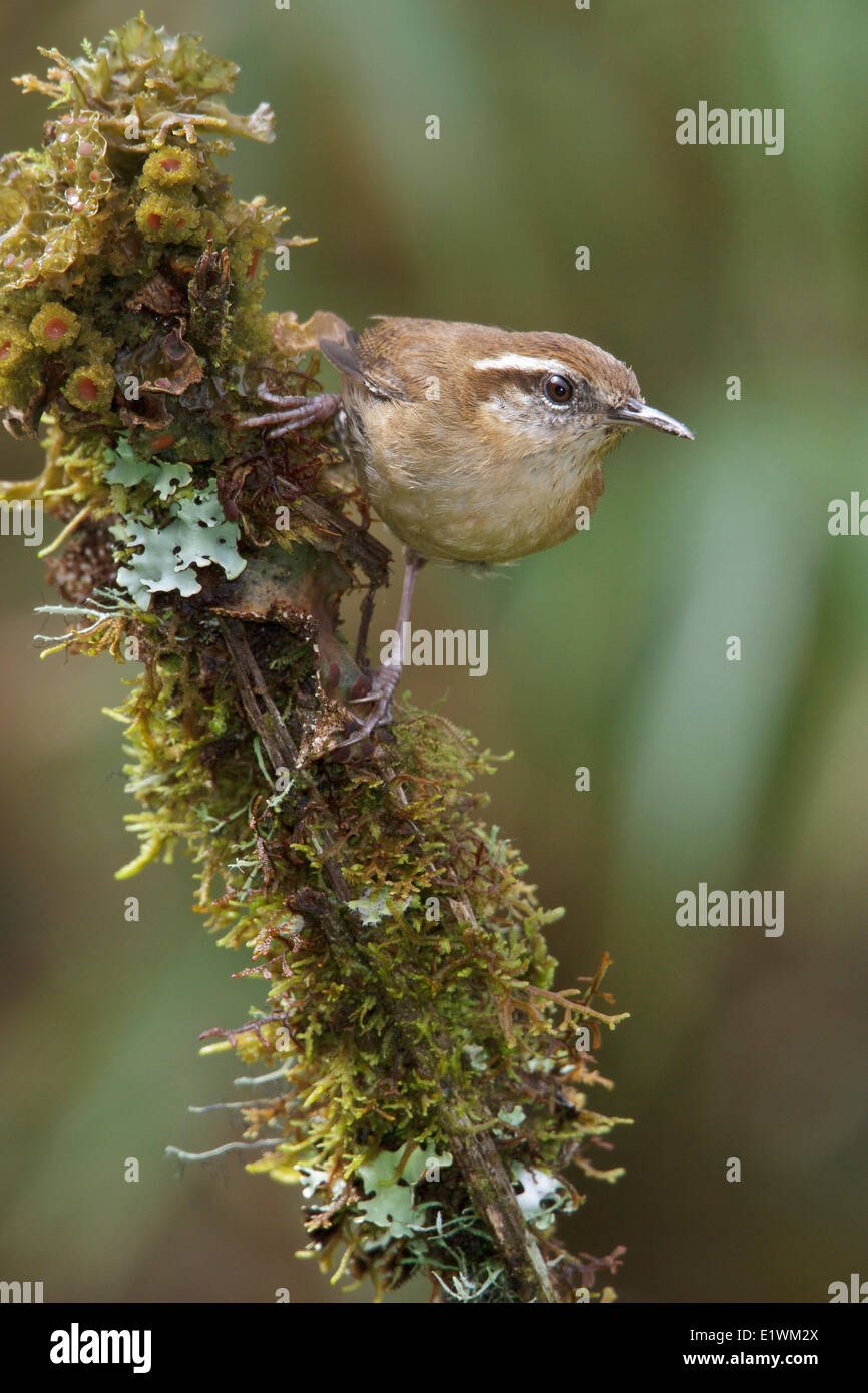 Mountain Wren (Troglodytes solstitialis) perché sur une branche en Bolivie, l'Amérique du Sud. Banque D'Images