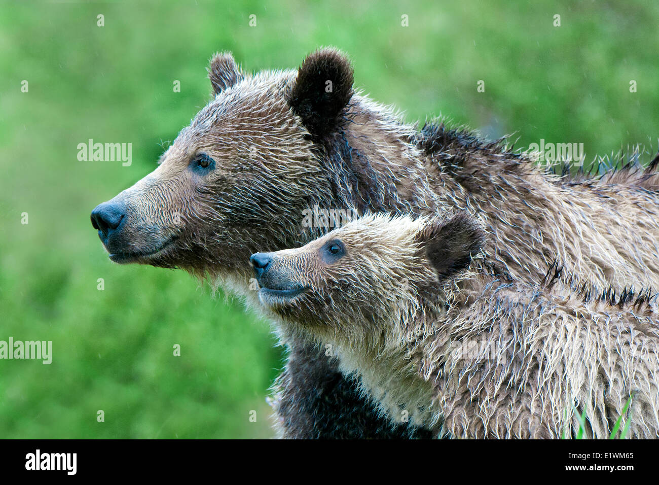 Mère ours grizzli (Ursus arctos), Cub et les contreforts des Rocheuses, l'ouest de l'Alberta, Canada Banque D'Images