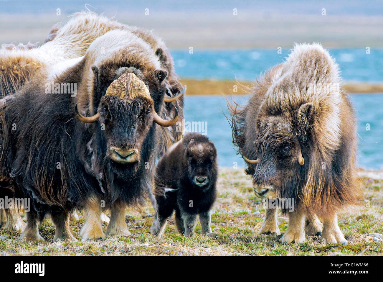 Boeuf musqué (Ovibos moschatus) troupeau, île Victoria, Nunavut, Canada l'Arctique Banque D'Images