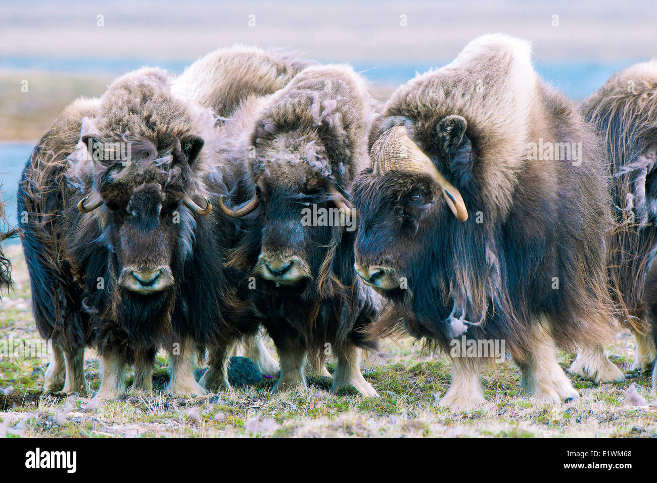 Boeuf musqué (Ovibos moschatus) troupeau, île Victoria, Nunavut, Canada l'Arctique Banque D'Images