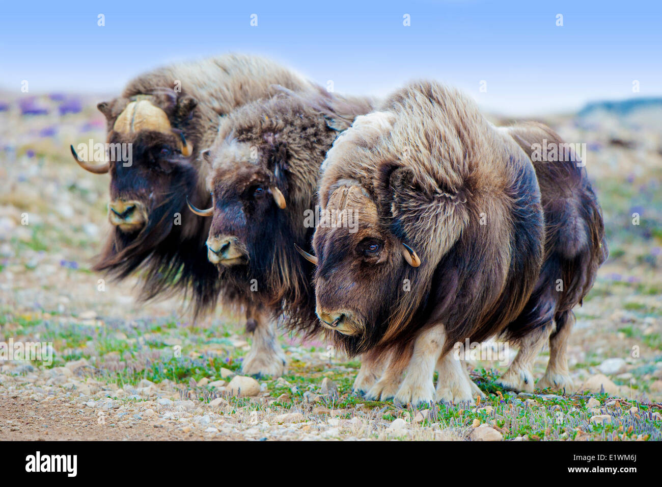 Boeuf musqué (Ovibos moschatus) taureaux, île Victoria, Nunavut, Canada l'Arctique Banque D'Images