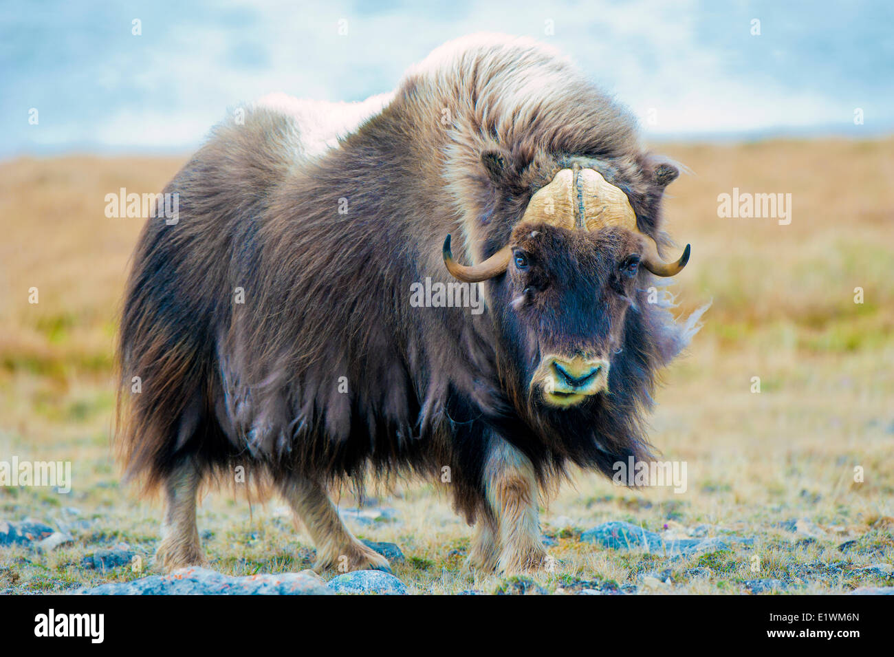 Boeuf musqué (Ovibos moschatus) Bull, île Victoria, Nunavut, Canada l'Arctique Banque D'Images