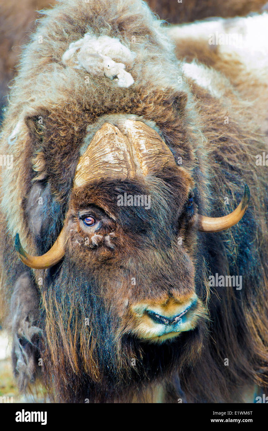 Boeuf musqué (Ovibos moschatus) Bull, île Victoria, Nunavut, Canada l'Arctique Banque D'Images