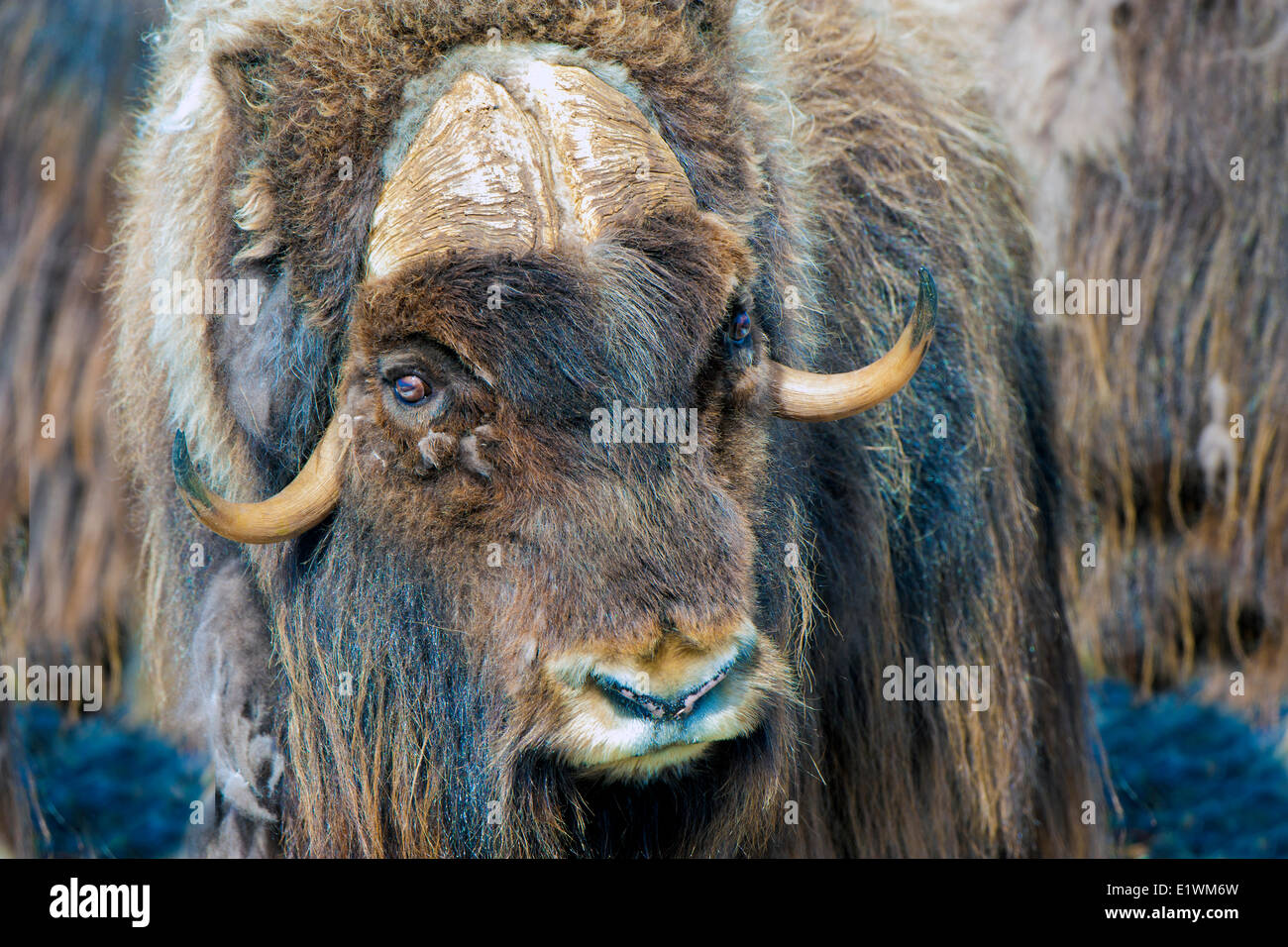 Boeuf musqué (Ovibos moschatus) Bull, île Victoria, Nunavut, Canada l'Arctique Banque D'Images