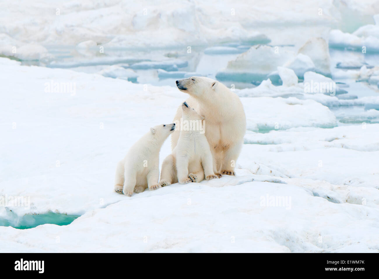 Mère de l'ours polaire (Ursus maritimus) et d'oursons, l'île Wrangel, mer de Tchoukotka, Russie arctique Banque D'Images