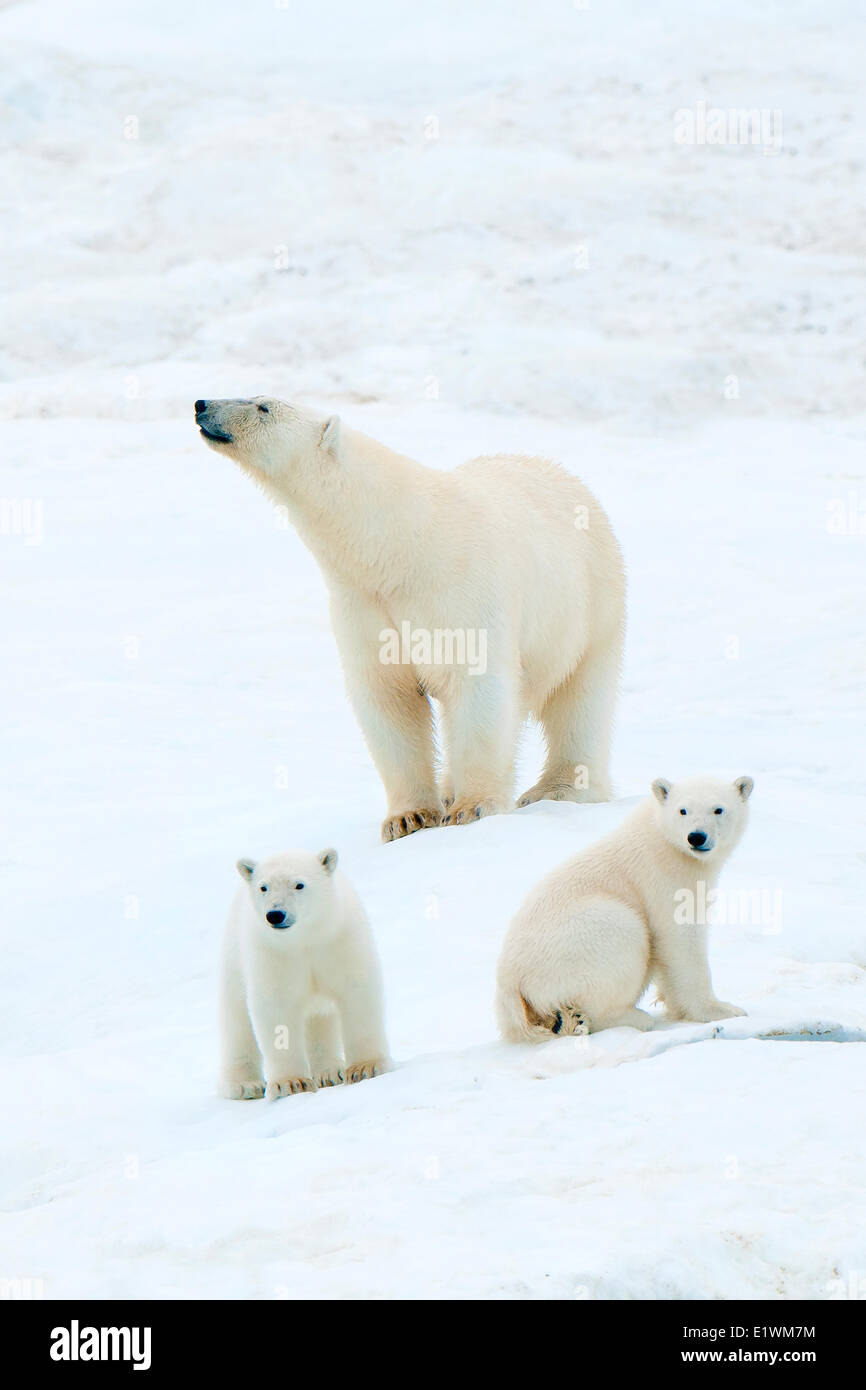 Mère de l'ours polaire (Ursus maritimus) et d'oursons, l'île Wrangel, mer de Tchoukotka, Russie arctique Banque D'Images