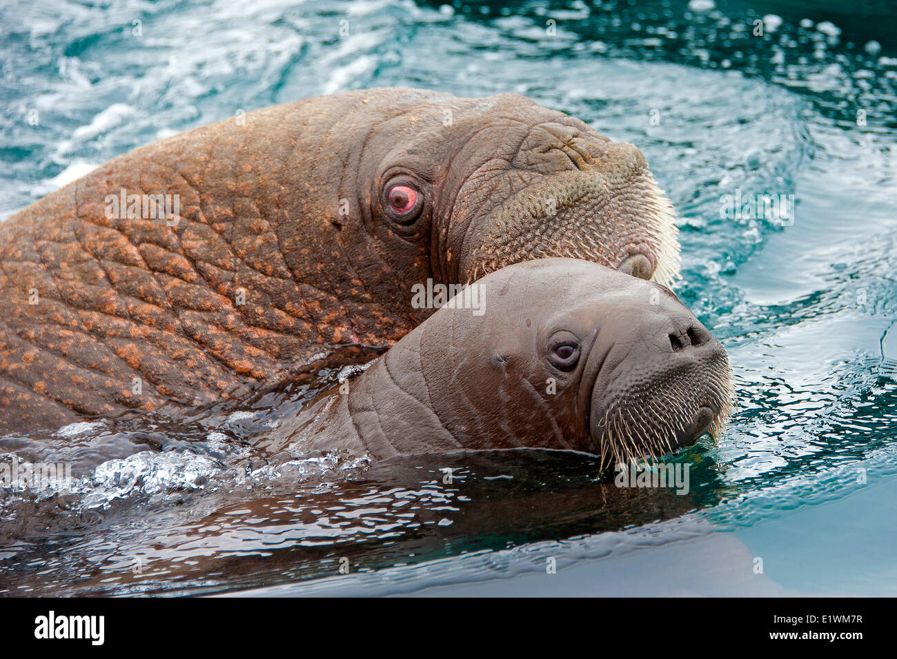 Morse du Pacifique, Odobenus rosmarus, mère et son petit bain dans l'Arctique canadien, Canada Banque D'Images
