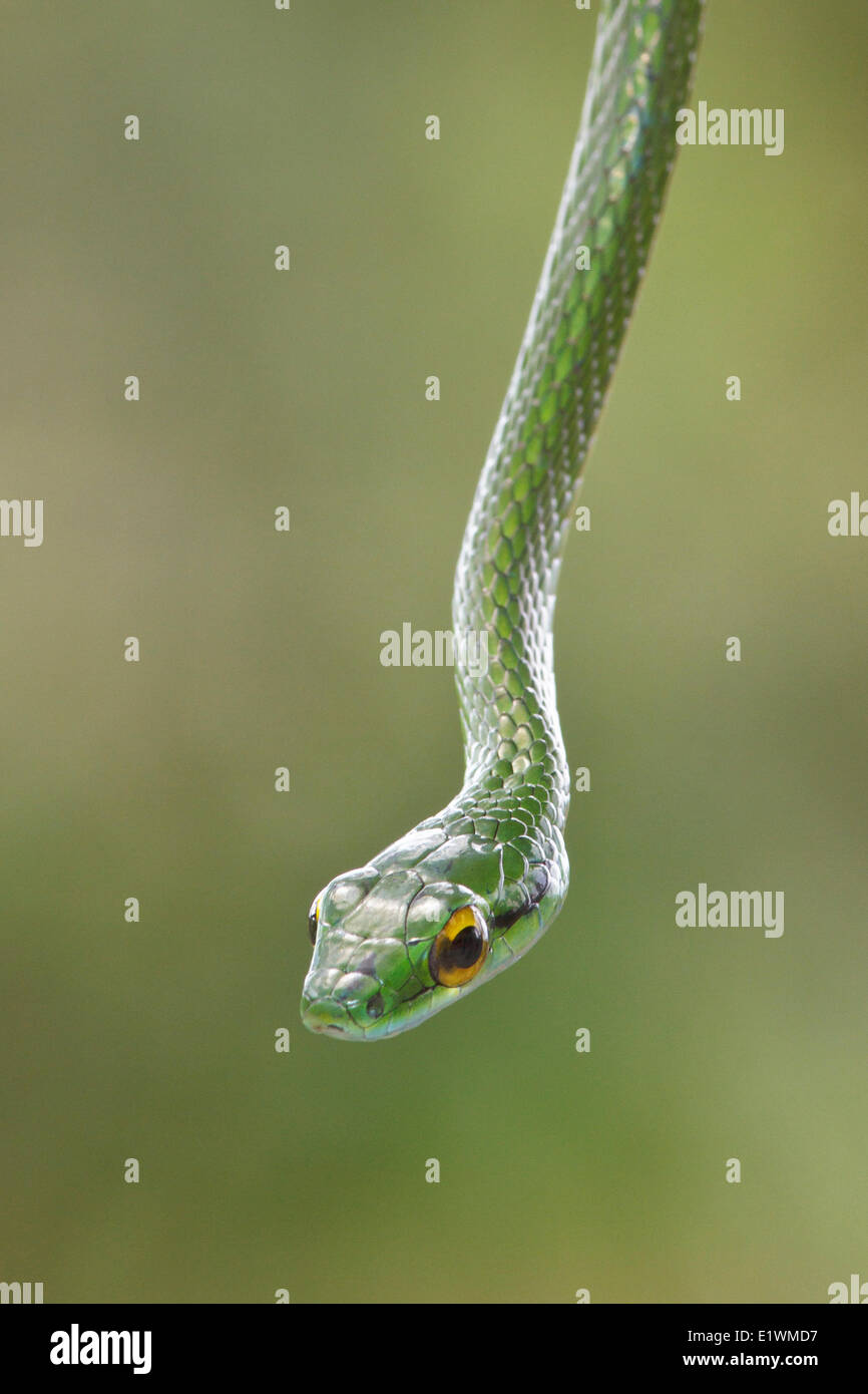 Serpent perché sur une branche dans le Costa Rica, Amérique centrale. Banque D'Images
