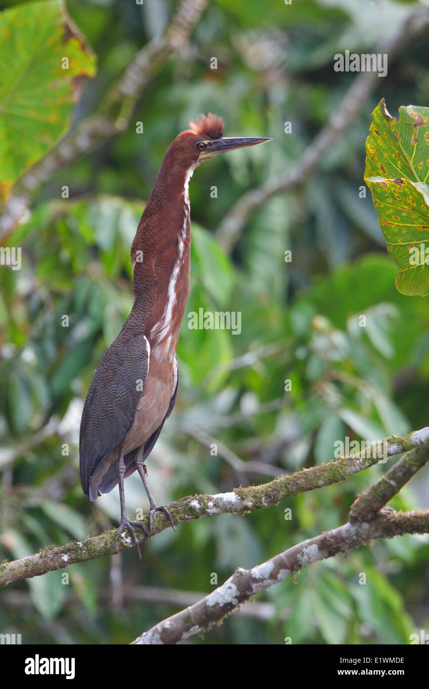 (Tigrisoma lineatum Rufescent Tiger-Heron) perché sur une branche en Equateur, l'Amérique du Sud. Banque D'Images
