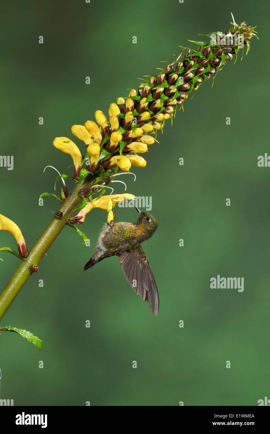 Tyrian Metaltail (Metallura tyrianthina) volant tout en s'alimentant à une fleur dans l'Equateur, l'Amérique du Sud. Banque D'Images