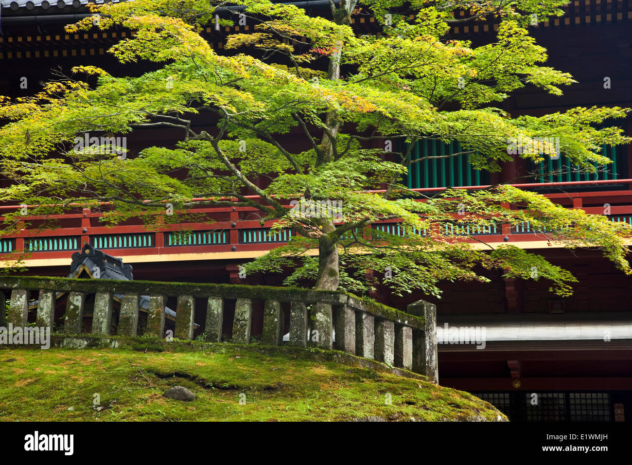 Sur le terrain de la complexe Toshogu à Nikko, le Japon est ce bel érable japonais Banque D'Images