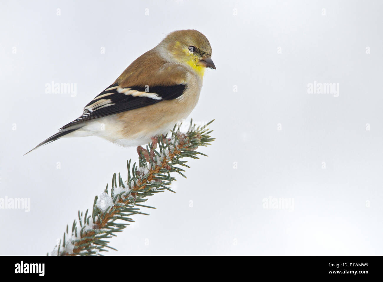 Chardonneret jaune (Carduelis tristis) perché sur une branche dans l'Est de l'Ontario, Canada. Banque D'Images