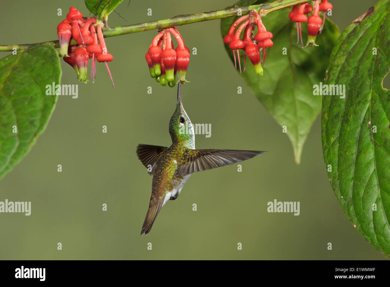 Communauté andine (Amazilia hummingbird émeraude franciae) volant tout en s'alimentant à une fleur dans l'Equateur, l'Amérique du Sud. Banque D'Images