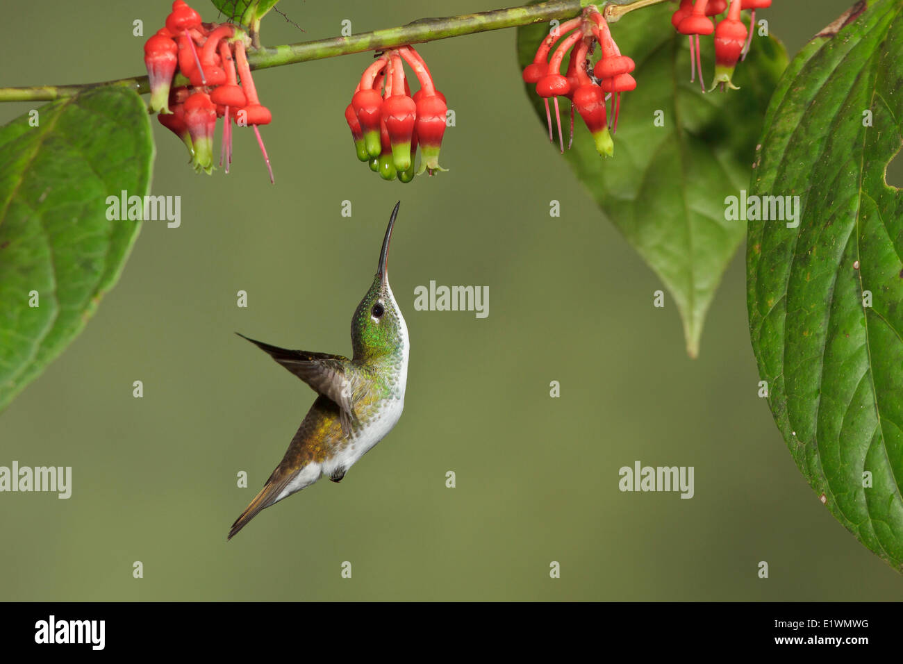 Communauté andine (Amazilia hummingbird émeraude franciae) volant tout en s'alimentant à une fleur dans l'Equateur, l'Amérique du Sud. Banque D'Images