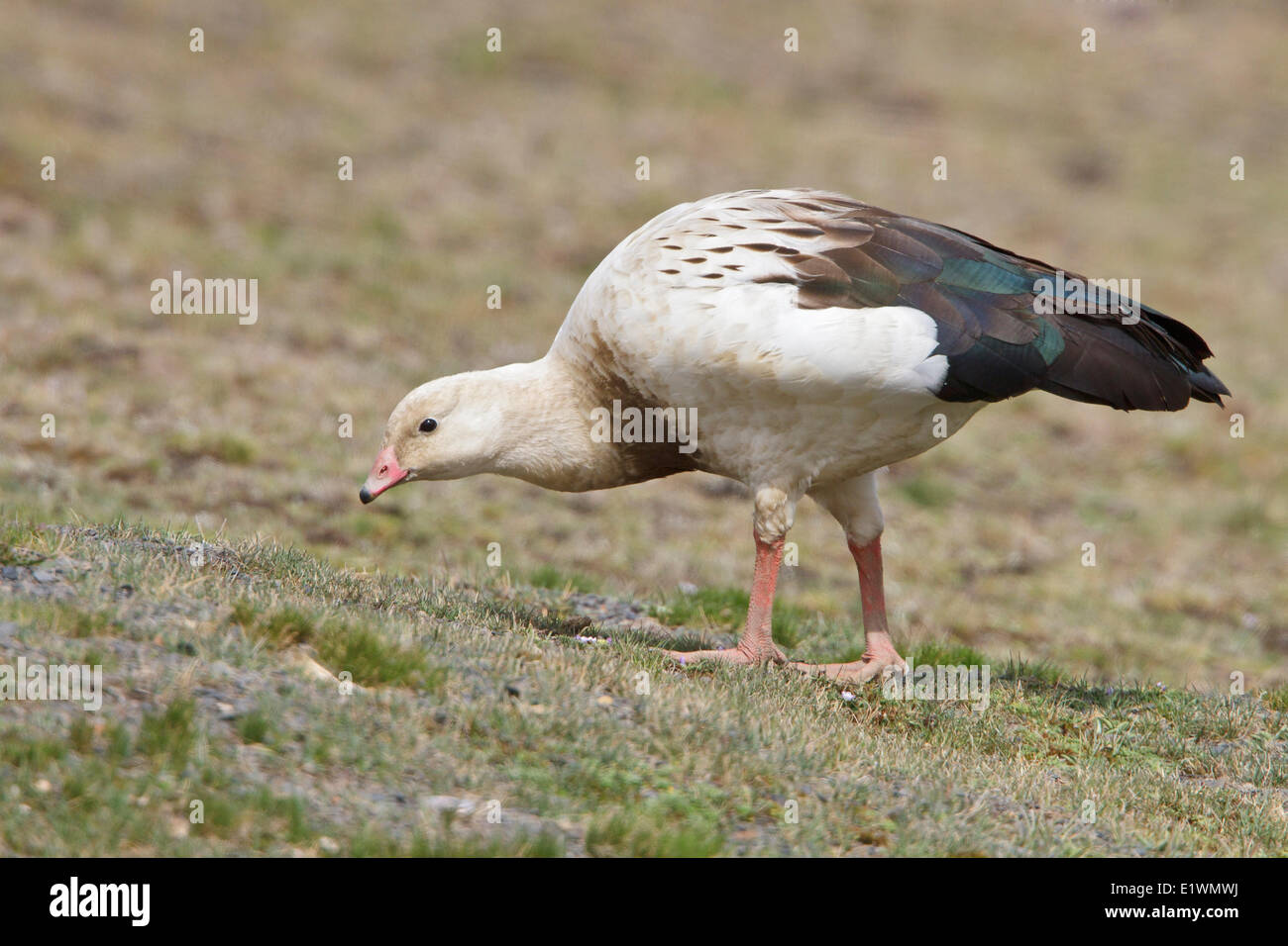 L'Oie des Andes (Chloephaga melanoptera) dans une zone humide en Bolivie, l'Amérique du Sud. Banque D'Images