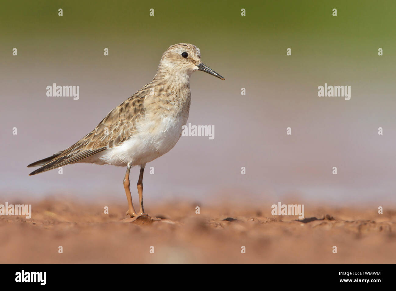 Bécasseau de Baird (Calidris bairdii) dans une zone humide en Bolivie, l'Amérique du Sud. Banque D'Images