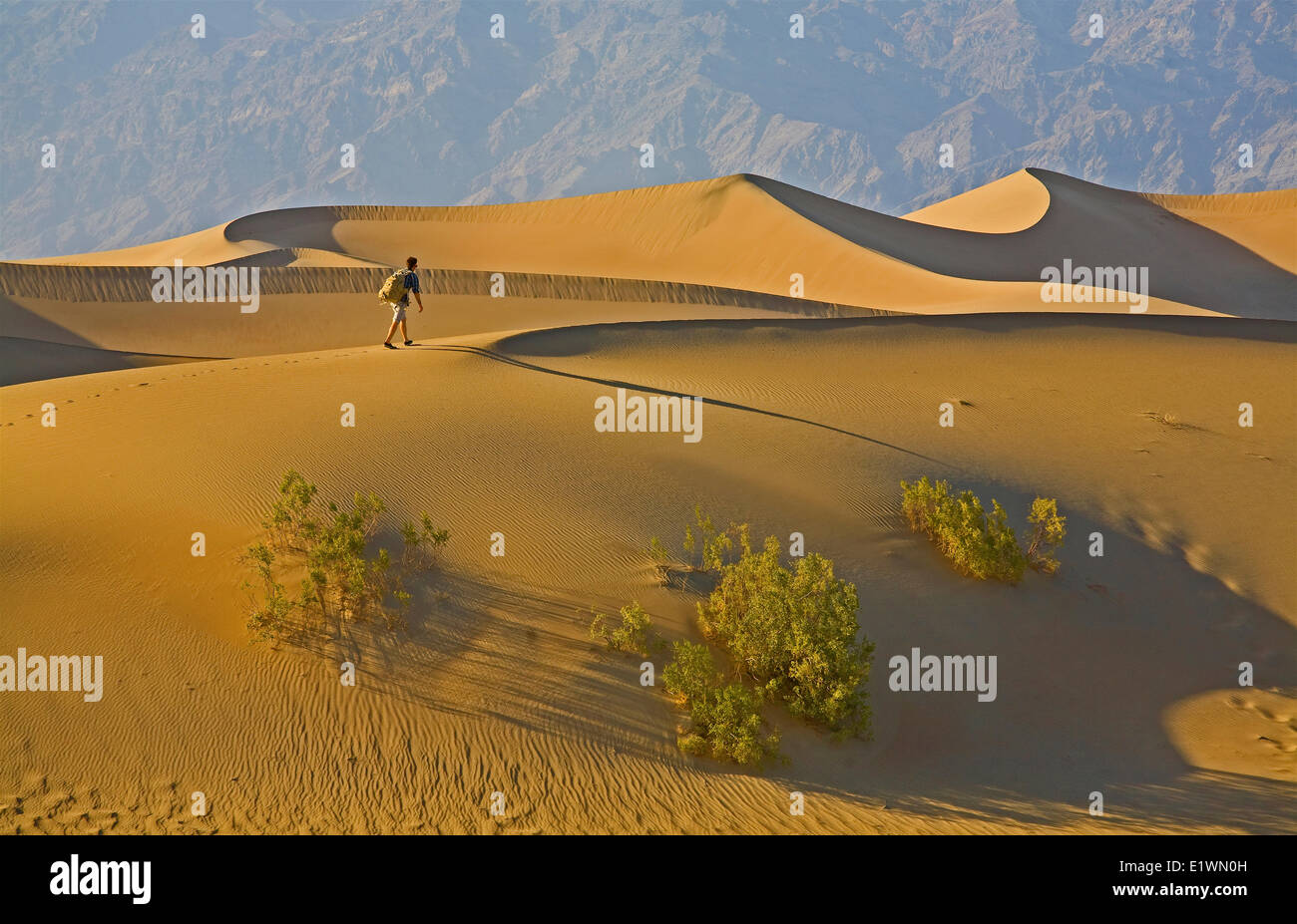 Un randonneur explorer la Mesquite Sand Dunes in Death Valley, CA, au coucher du soleil, Darrel Giesbrecht Banque D'Images