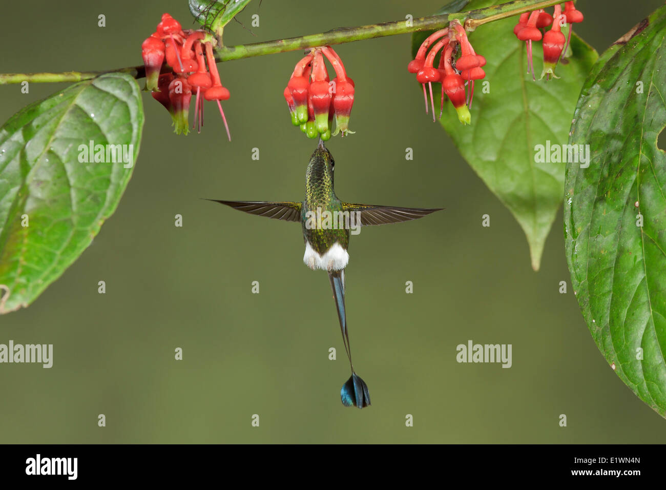 Démarré Racket-tail hummingbird (Ocreatus underwoodii) volant tout en s'alimentant à une fleur dans l'Equateur, l'Amérique du Sud. Banque D'Images