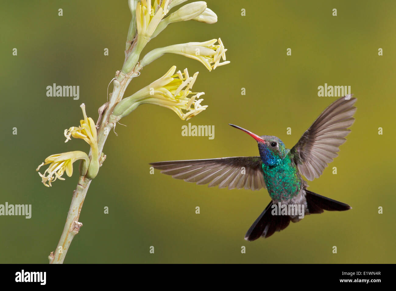 Large-billed Hummingbird (Cynanthus latirostris) volant tout en s'alimentant à une fleur dans le sud de l'Arizona, USA. Banque D'Images