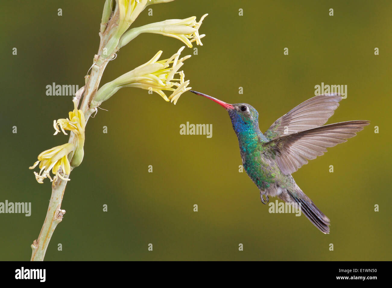 Large-billed Hummingbird (Cynanthus latirostris) volant tout en s'alimentant à une fleur dans le sud de l'Arizona, USA. Banque D'Images