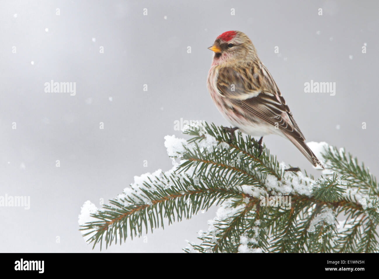 Sizerin flammé (Carduelis flammea) perché sur une branche dans l'Est de l'Ontario, Canada. Banque D'Images