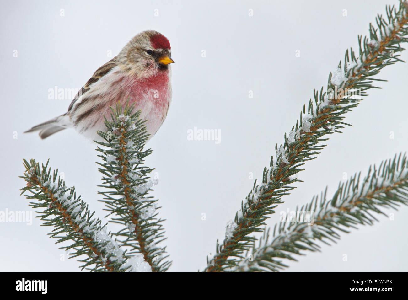 Sizerin flammé (Carduelis flammea) perché sur une branche dans l'Est de l'Ontario, Canada. Banque D'Images