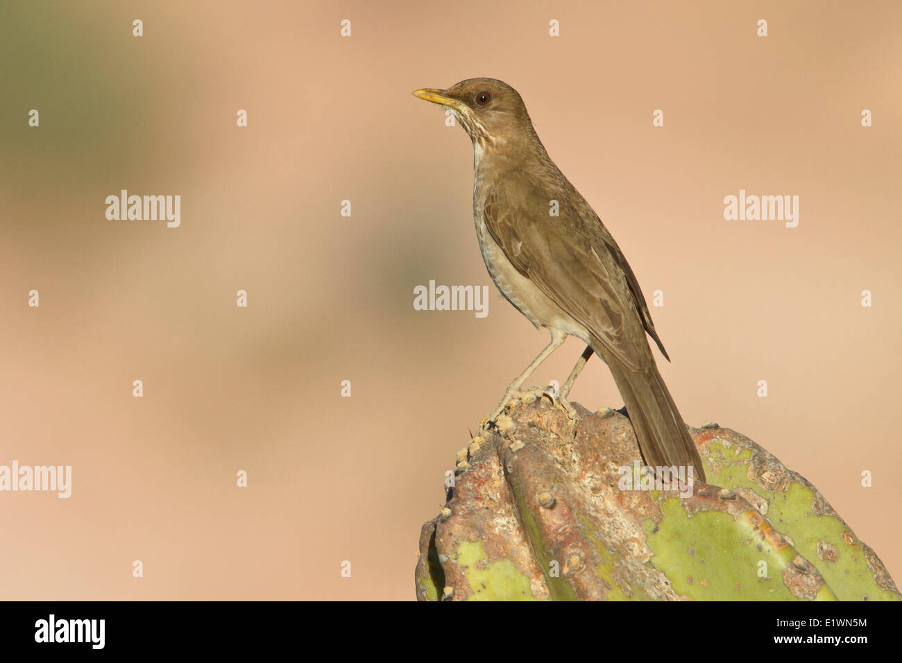 Crémeux-bellied Thrush (Turdus amaurochalinus) perché sur un cactus en Bolivie, l'Amérique du Sud. Banque D'Images