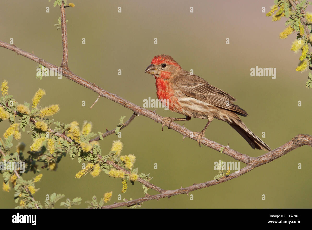 Roselin familier (Carpodacus mexicanus) perché sur une branche dans le sud de l'Arizona, USA. Banque D'Images