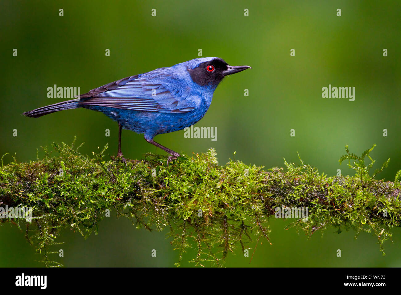 Récent (Diglossopis ctanea masqué) perché sur une branche en Equateur, l'Amérique du Sud. Banque D'Images