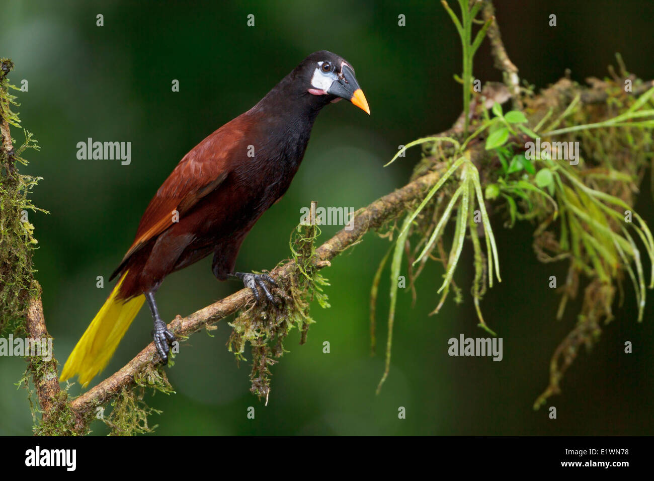 Orependola (Psarocolius Montezuma montezuma) perché sur une branche au Costa Rica, Amérique centrale. Banque D'Images