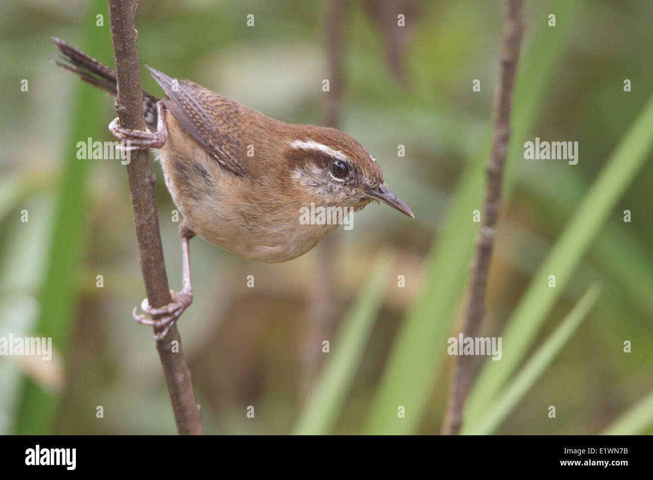 Mountain Wren (Troglodytes solstitialis) perché sur une branche en Bolivie, l'Amérique du Sud. Banque D'Images